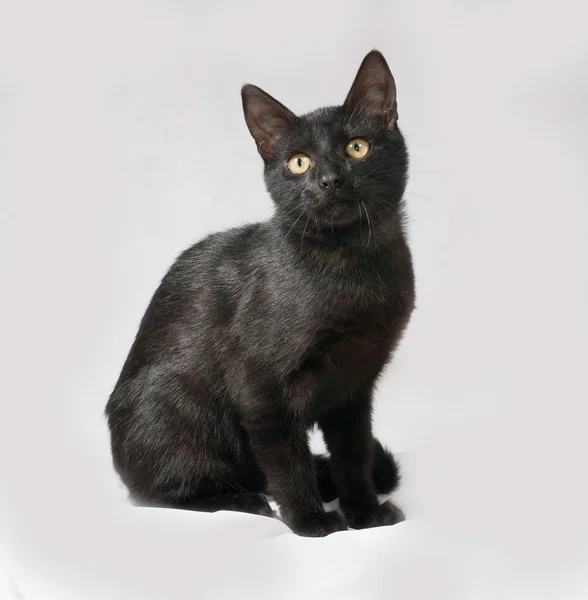 Black kitten sitting on gray — Stock Photo, Image