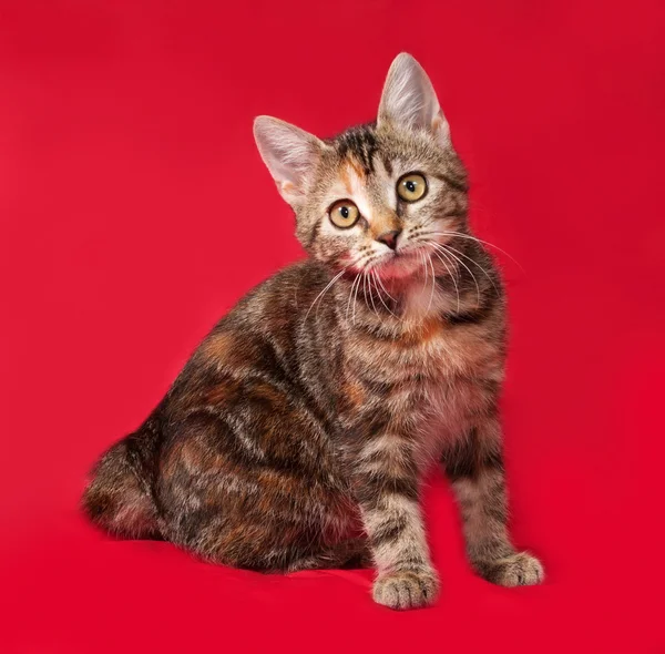 Tricolor kitten sitting on red — Stock Photo, Image