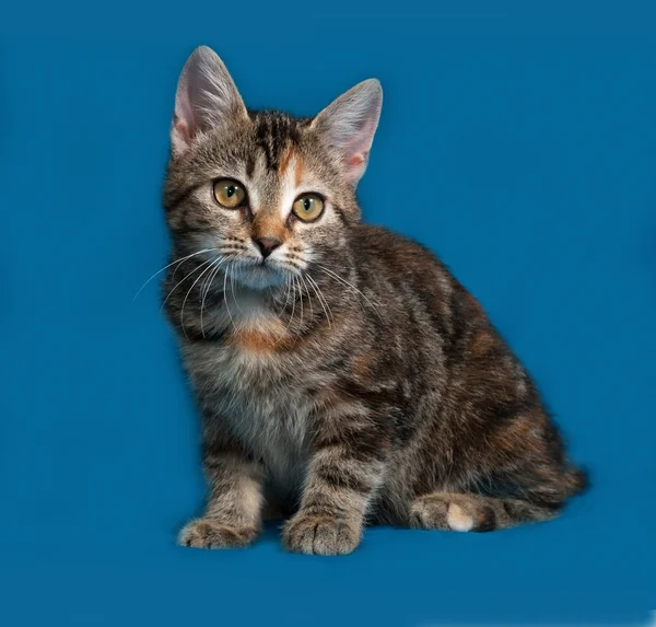 Tricolor kitten sitting on blue — Stock Photo, Image