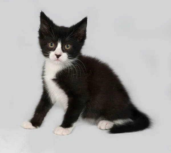 Black and white kitten sitting on gray — Stock Photo, Image