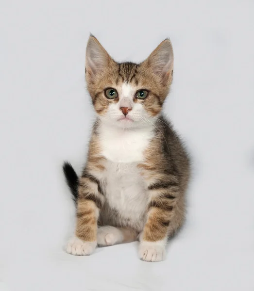 Gattino a righe e bianco seduto sul grigio — Foto Stock