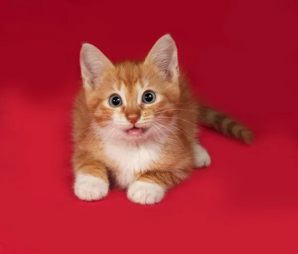 赤に赤と白の子猫嘘 — ストック写真