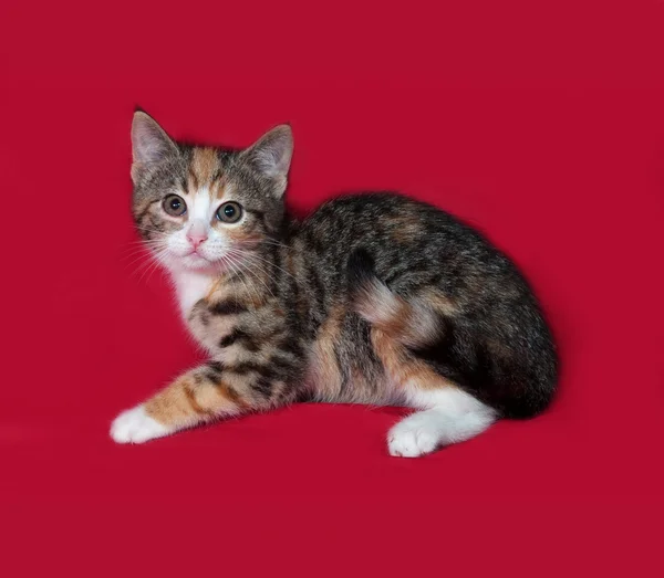 Трехцветный котенок, лежащий на красном — стоковое фото