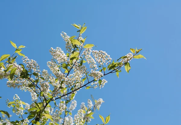 Branche de fleurs de jasmin sur fond ciel — Photo
