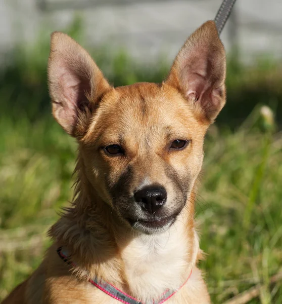 Red dog stands on background of grass — Stock Photo, Image