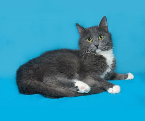 Graue und weiße Katze liegt auf blauem Grund — Stockfoto