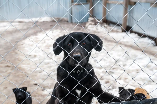 Black dog and puppies are behind metal grid in shelter — Stock Photo, Image