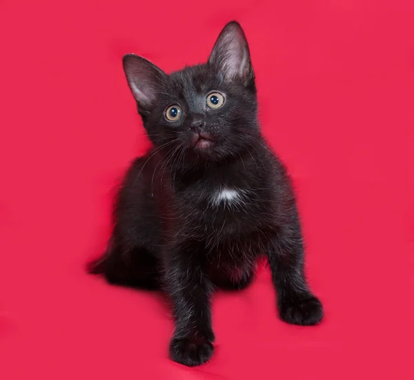 Kleine zwarte kitten zittend op rood — Stockfoto