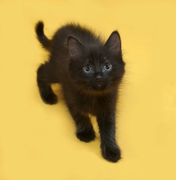 Petit chaton noir moelleux allant sur jaune — Photo