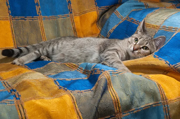 Gestreifte Katze liegt auf kunterbunter Decke — Stockfoto