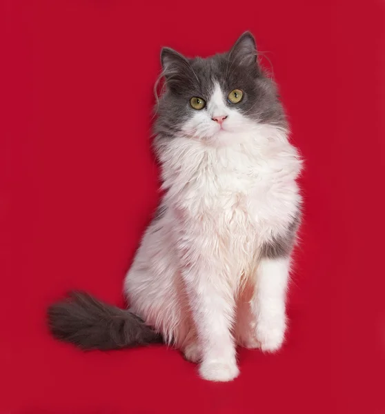 Fluffy gray and white kitten sitting on red — Stock Photo, Image