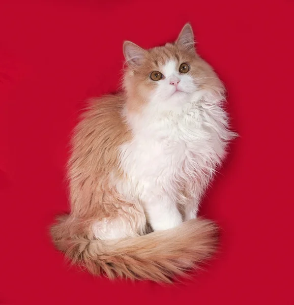 Fluffy gatinho vermelho e branco sentado no vermelho — Fotografia de Stock