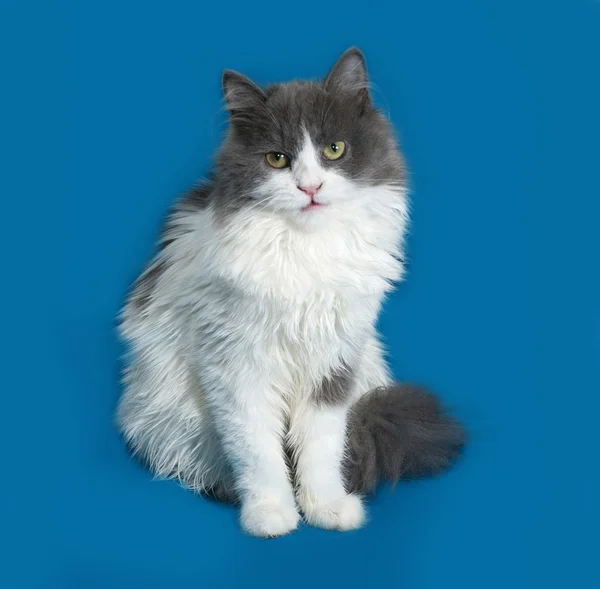 Puszysty kotek szary i biały siedzi na niebiesko — Zdjęcie stockowe
