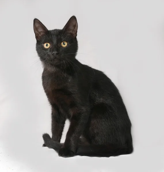 Black kitten sitting on gray — Stock Photo, Image