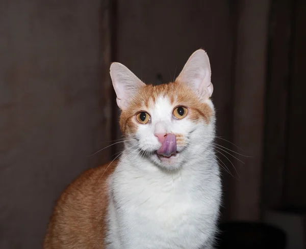 Red and white cat on background of room — Stock Photo, Image