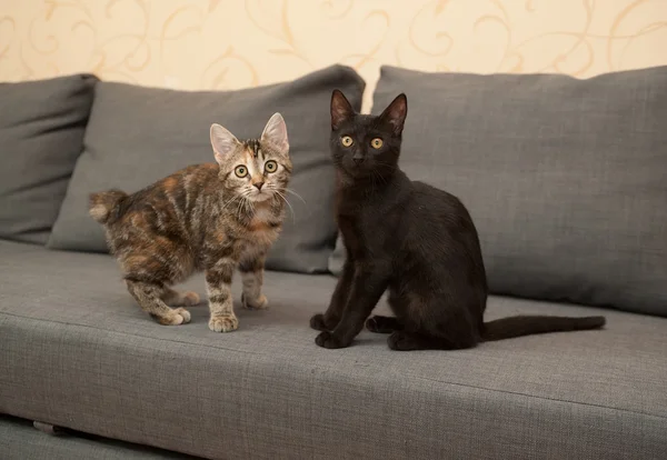 Two kitten sitting on couch — Stock Photo, Image