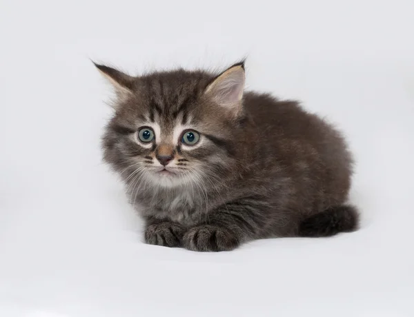 Rayas y blanco esponjoso gatito se encuentra en gris —  Fotos de Stock