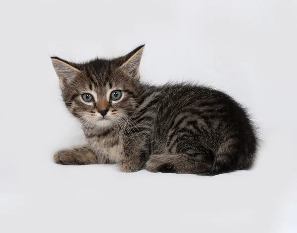 Striped en witte kitten ligt op grijs — Stockfoto