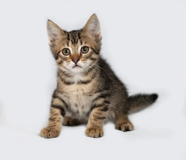 Striped and white kitten sitting on gray — Stock Photo, Image