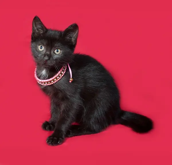 Black kitten sitting in pink collar on red — Stock Photo, Image