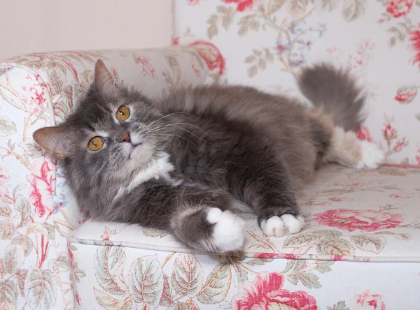 Fluffy gray cat lies on chair — Stock Photo, Image