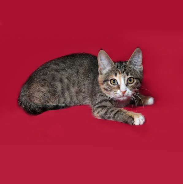 Tricolor kotek kłamliwy na czerwono — Zdjęcie stockowe