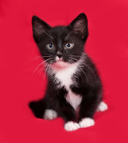 Kırmızı üzerinde oturan siyah ve beyaz yavru kedi — Stok fotoğraf