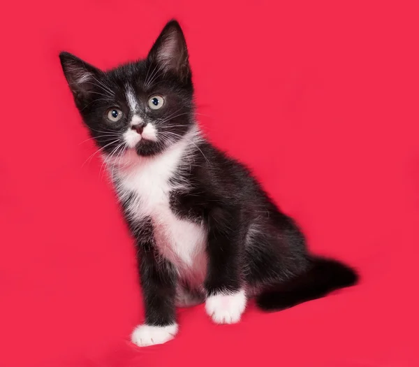 Gatinho preto e branco sentado no vermelho — Fotografia de Stock