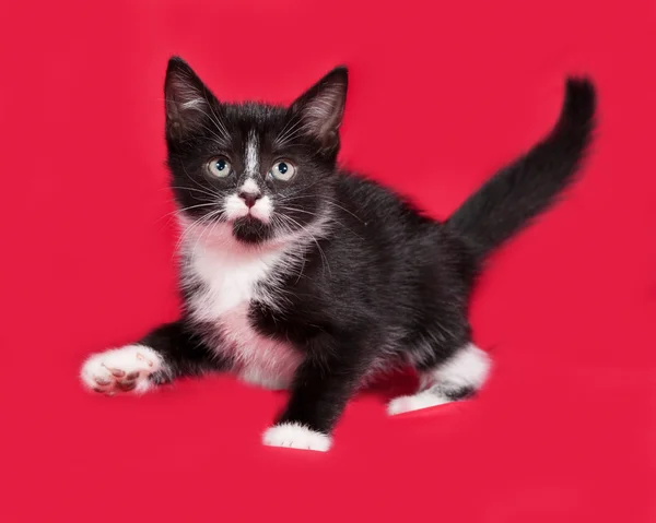 Zwart-wit kitten gaande rood — Stockfoto