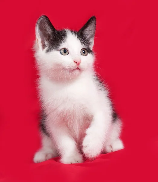 Zwart-wit kitten zittend op rood — Stockfoto