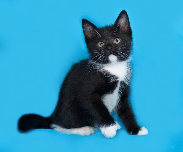 Černé a bílé kotě leží na modré — Stock fotografie