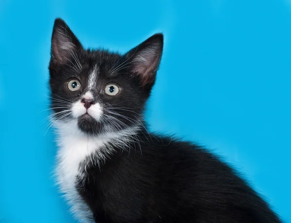 Siyah ve beyaz yavru kedi yalanlar üzerine mavi — Stok fotoğraf