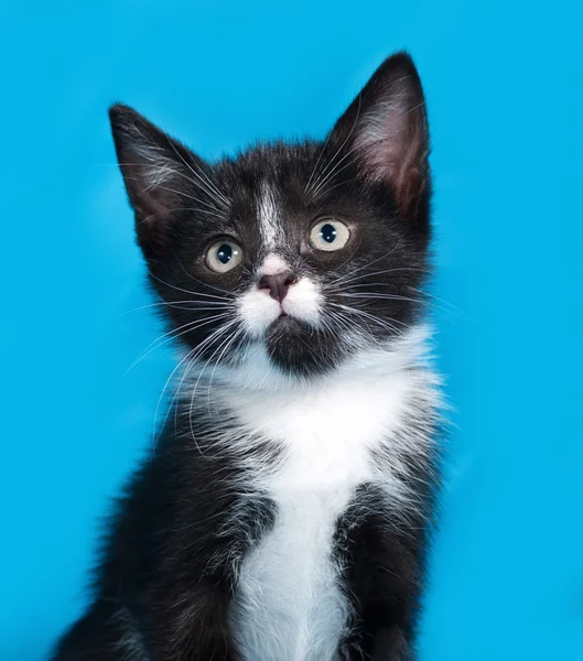 Schwarz-weißes Kätzchen liegt auf blau — Stockfoto