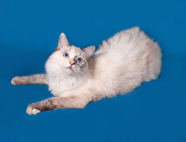 Siberian gato ponto de vedação encontra-se no azul — Fotografia de Stock