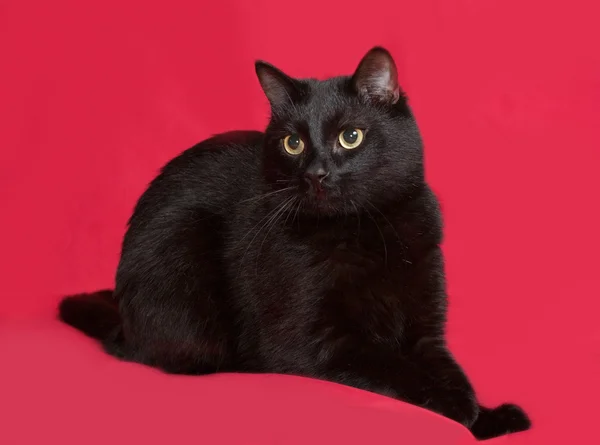 Czarny kot siedzi na czerwono — Zdjęcie stockowe