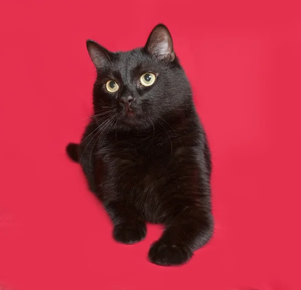 Czarny kot leży na czerwono — Zdjęcie stockowe