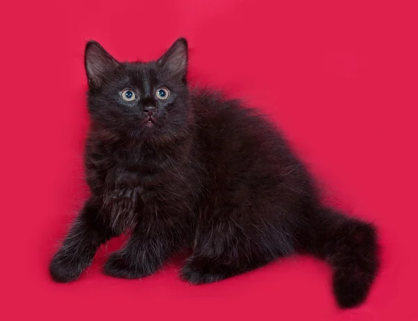 Small black fluffy kitten sitting on red — Stock Photo, Image