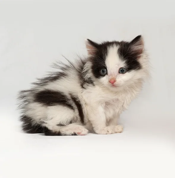 Blanco y negro gatito esponjoso sentado en gris —  Fotos de Stock