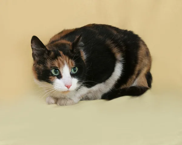 Tricolor cat lies on yellow — Stock Photo, Image