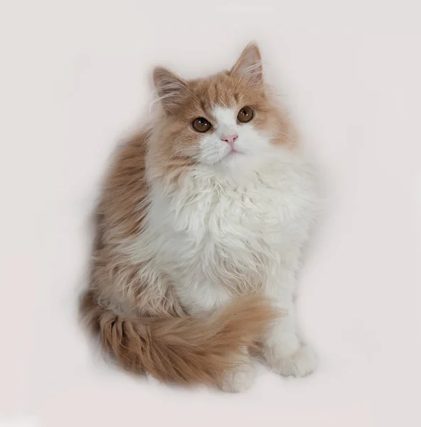 Fluffy red and white kitten sitting on gray — Stock Photo, Image