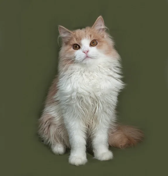 Fluffy gatinho vermelho e branco sentado no verde — Fotografia de Stock