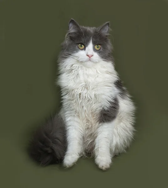 Puszysty kotek szary i biały siedzi na zielono — Zdjęcie stockowe