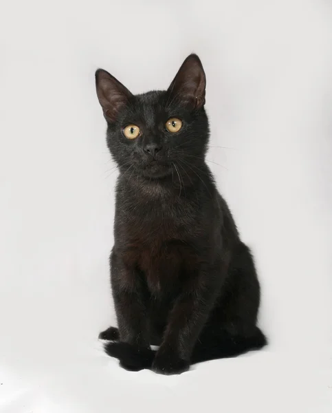 Black kitten sitting on gray — Stock Photo, Image