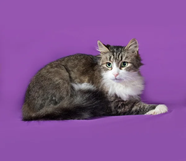 Fluffy tabby and white cat lying on lilac — Stock Photo, Image