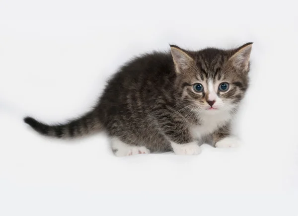 Rayas y blanco gatito va en gris —  Fotos de Stock