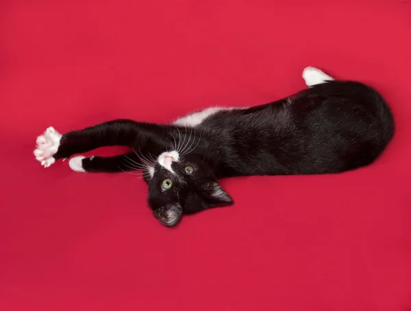 Negro y blanco gatito se encuentra en rojo —  Fotos de Stock