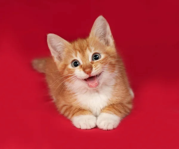Red and white kitten lies on red — Stock Photo, Image