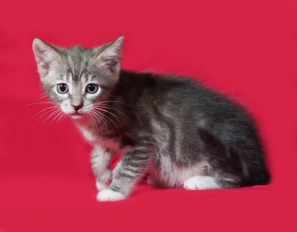 Gattino a righe e bianco seduto sul rosso — Foto Stock