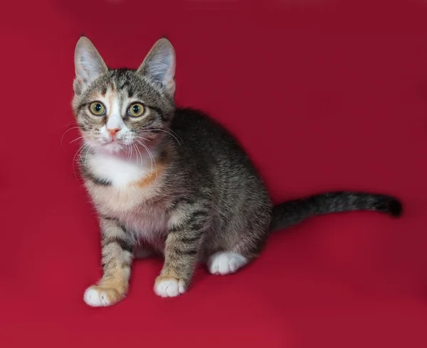 Tricolor kattunge sitter på röd — Stockfoto
