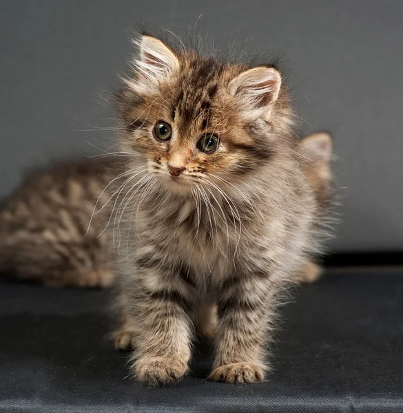 Syberyjski puszysty pasiasty kotek stojący na szaro — Zdjęcie stockowe